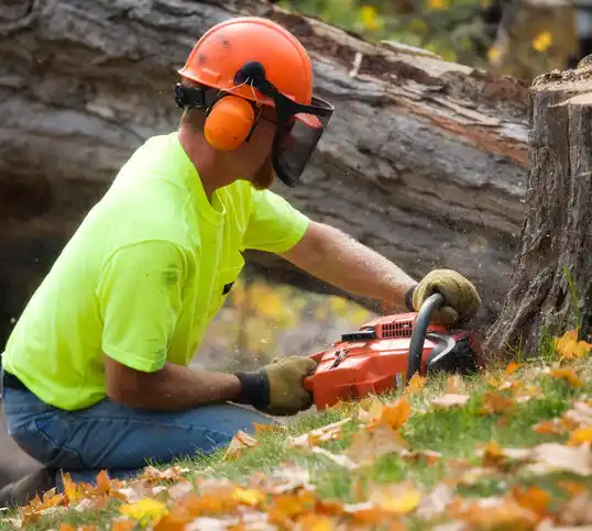 tree services Glen Rock